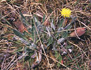 hieracium - click to view