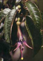 Fuchsia excorticata (tree fuchsia)