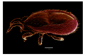 Dermanyssoid Mite