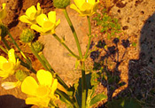 Buttercups