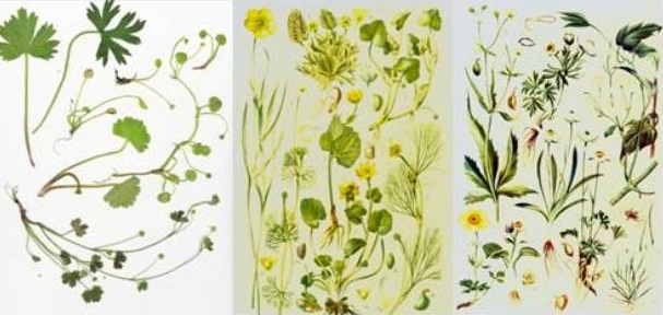 Morphological diversity of <I>Ranunculus</I> species