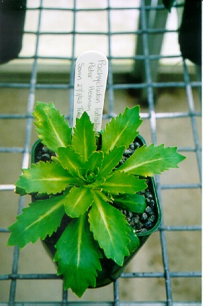 Click to view fullsize picture