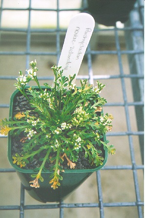 Click to view fullsize picture