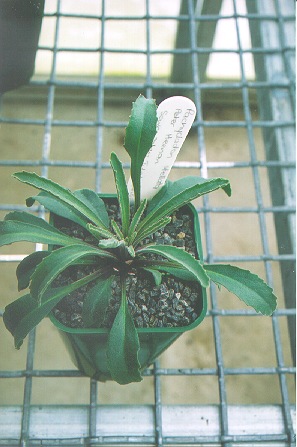 Click to view fullsize picture