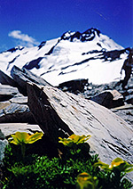 R. sericophyllus flowering on Mt. Brewster